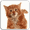 Imagem de CAT LICKS LIVE WALLPAPER FREE