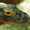 Imagem de Komodo 9 Chess Engine