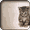 Imagem de Gatinho 3d Wallpapers